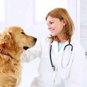 Dog Stress Test