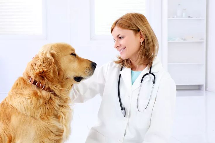Dog Stress Test