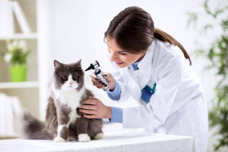 Cat Not Eating